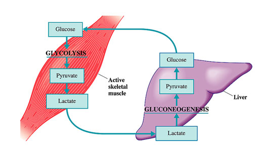 گلوکونئوژنز