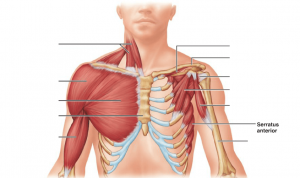 serratus_anterior