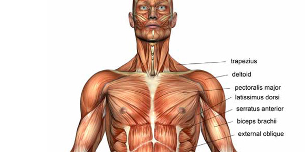 عضلات سینه